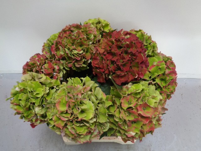 Гортензия Роял Пэлас Классик 40, шт.