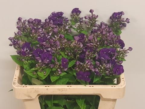 Флокс Крисси 50, шт.