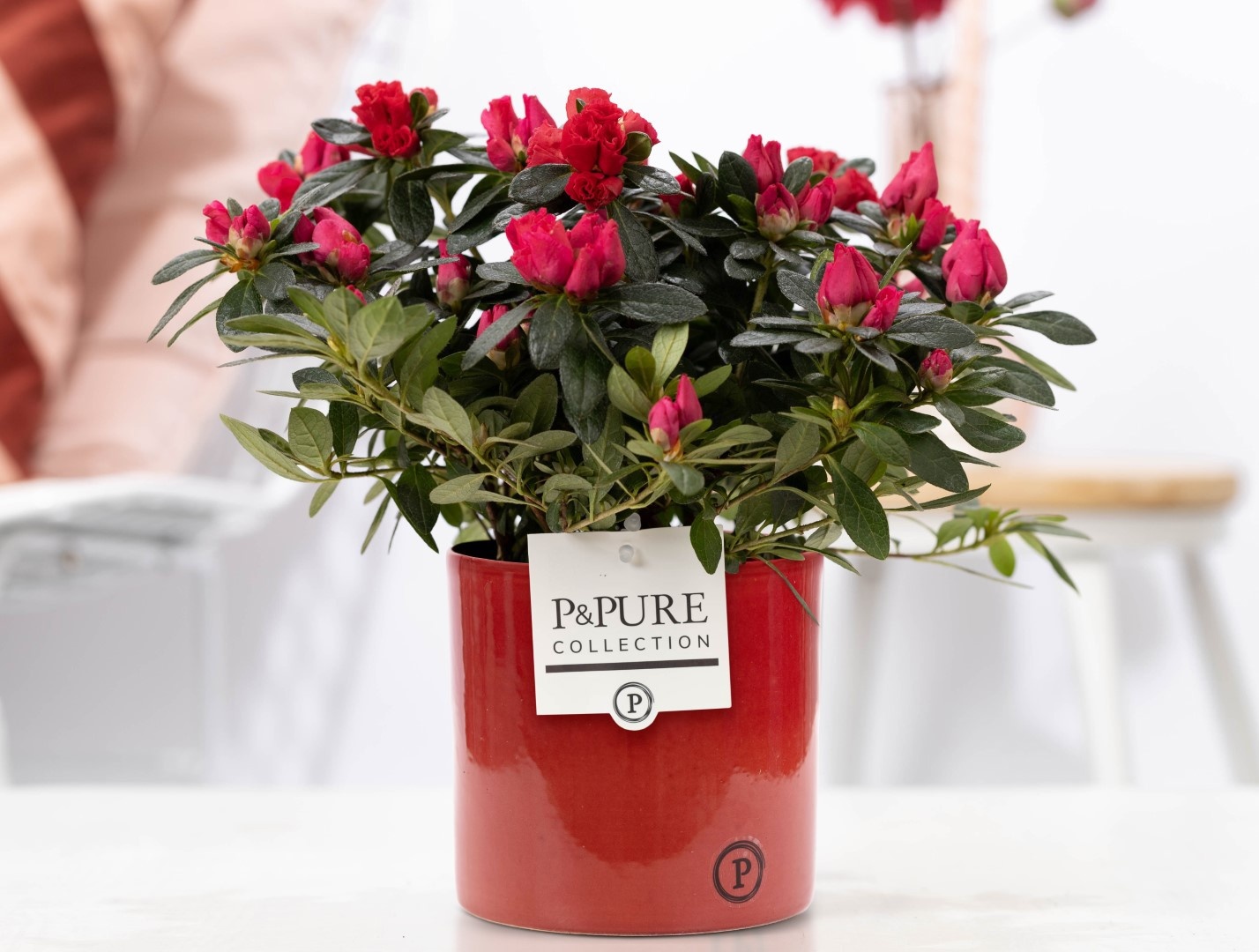 1st class Azalea red in P&PURE Essential ceramics red, D 12