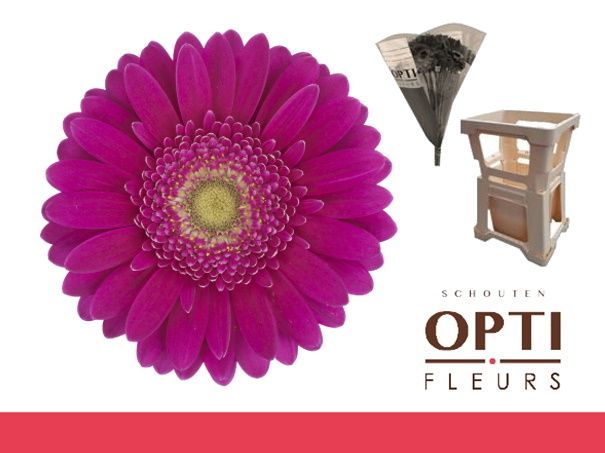 Гермини Эйрплэй, шт.