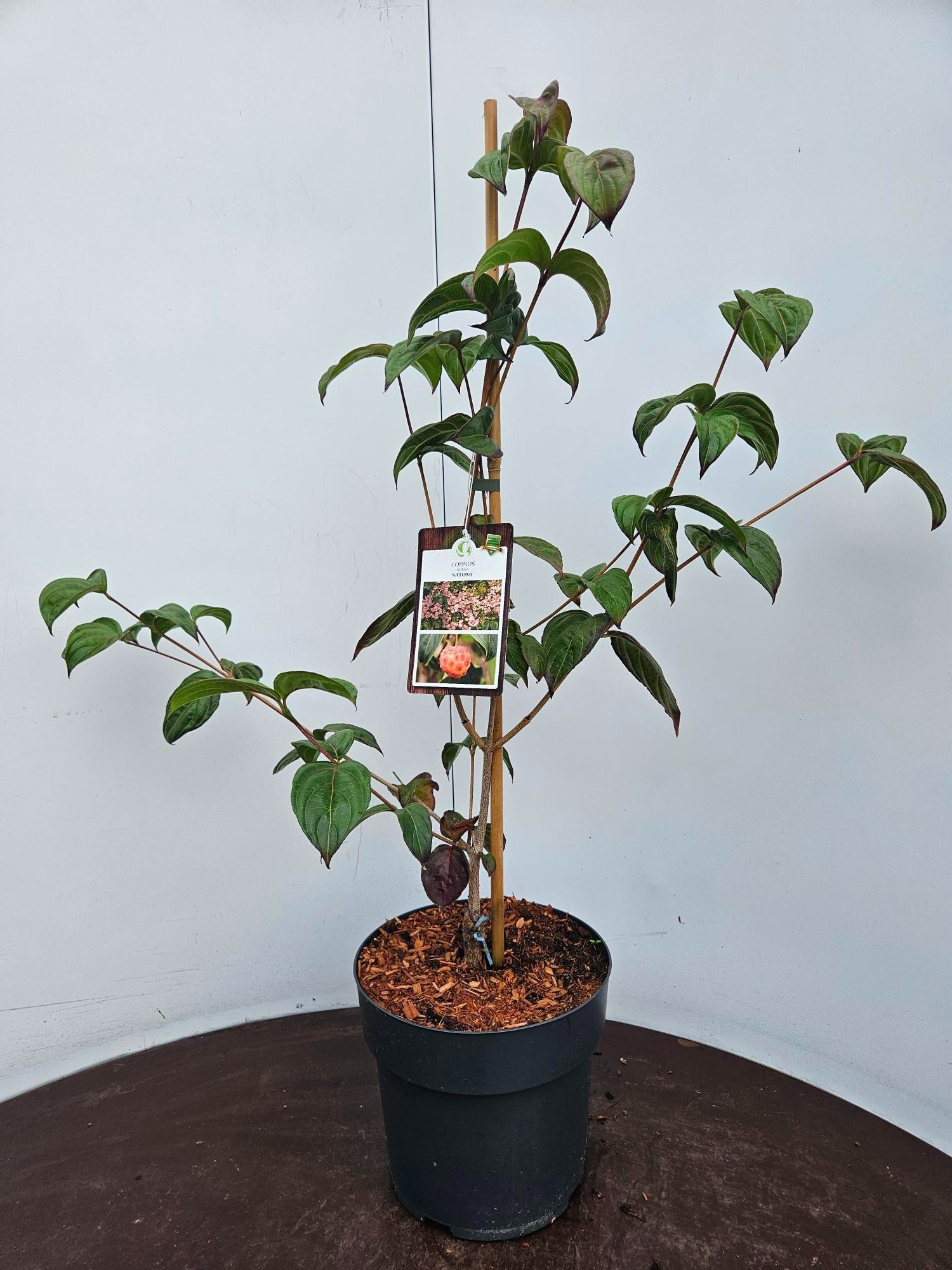 Cornus kousa Satomi 50-60C7, D 24 cm