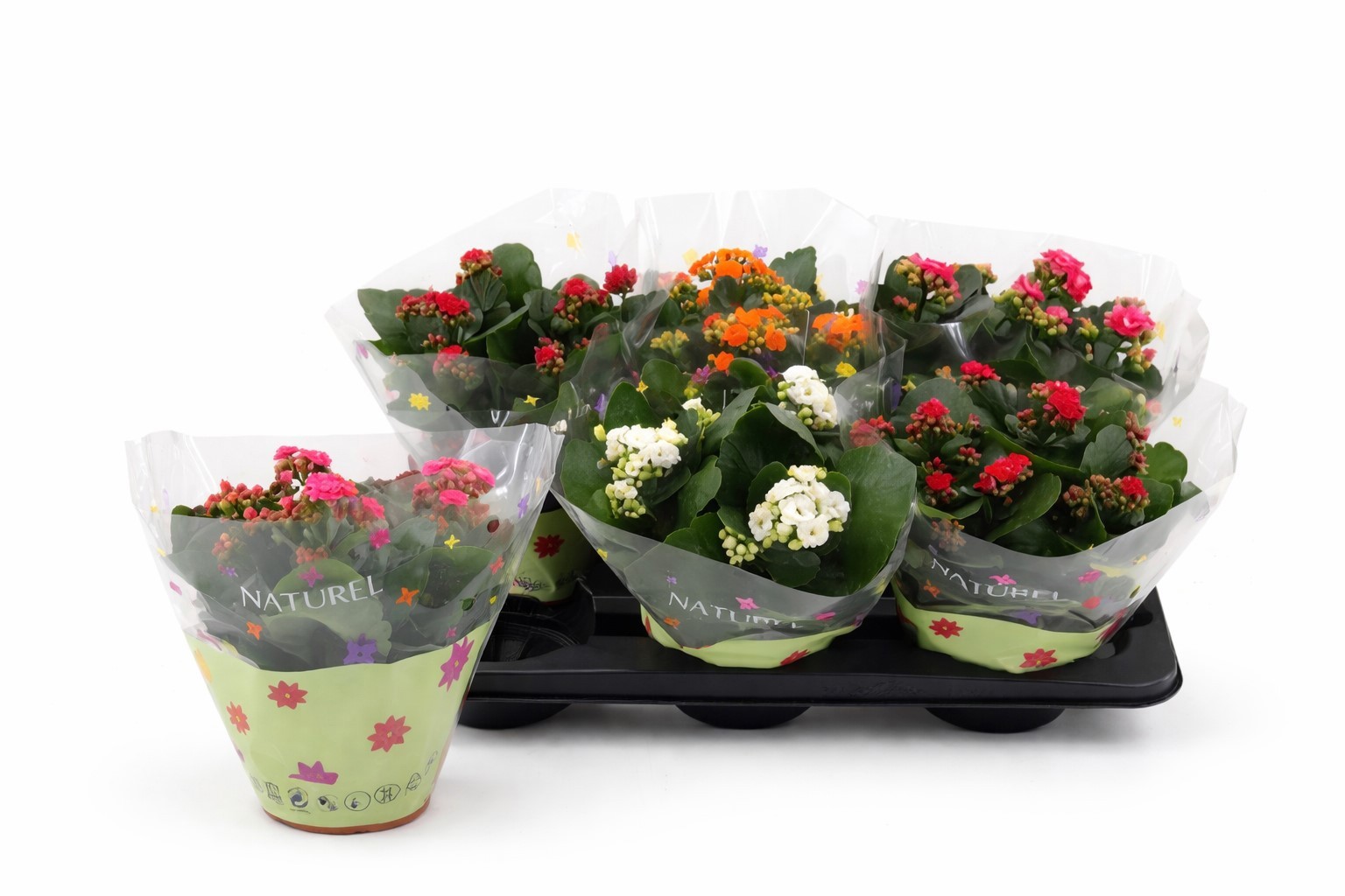 Kalanchoë dubbelbloemig P15 mix in tray, D 15