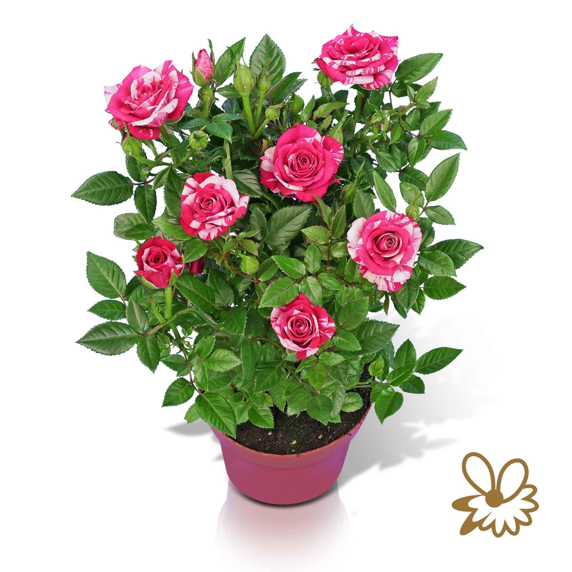 Tunesie Twin Colour Star, D 12 cm