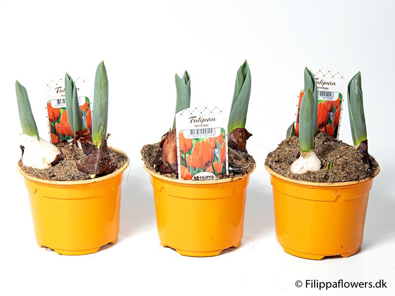 TULIPA FERGANICA 'Hermitage', D 10