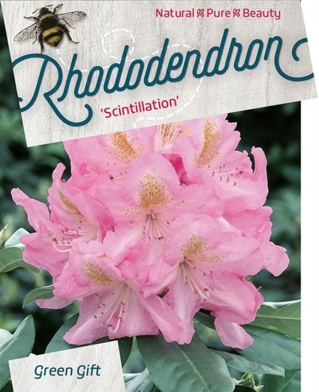 Rhododendron 'Scintillation', D 29