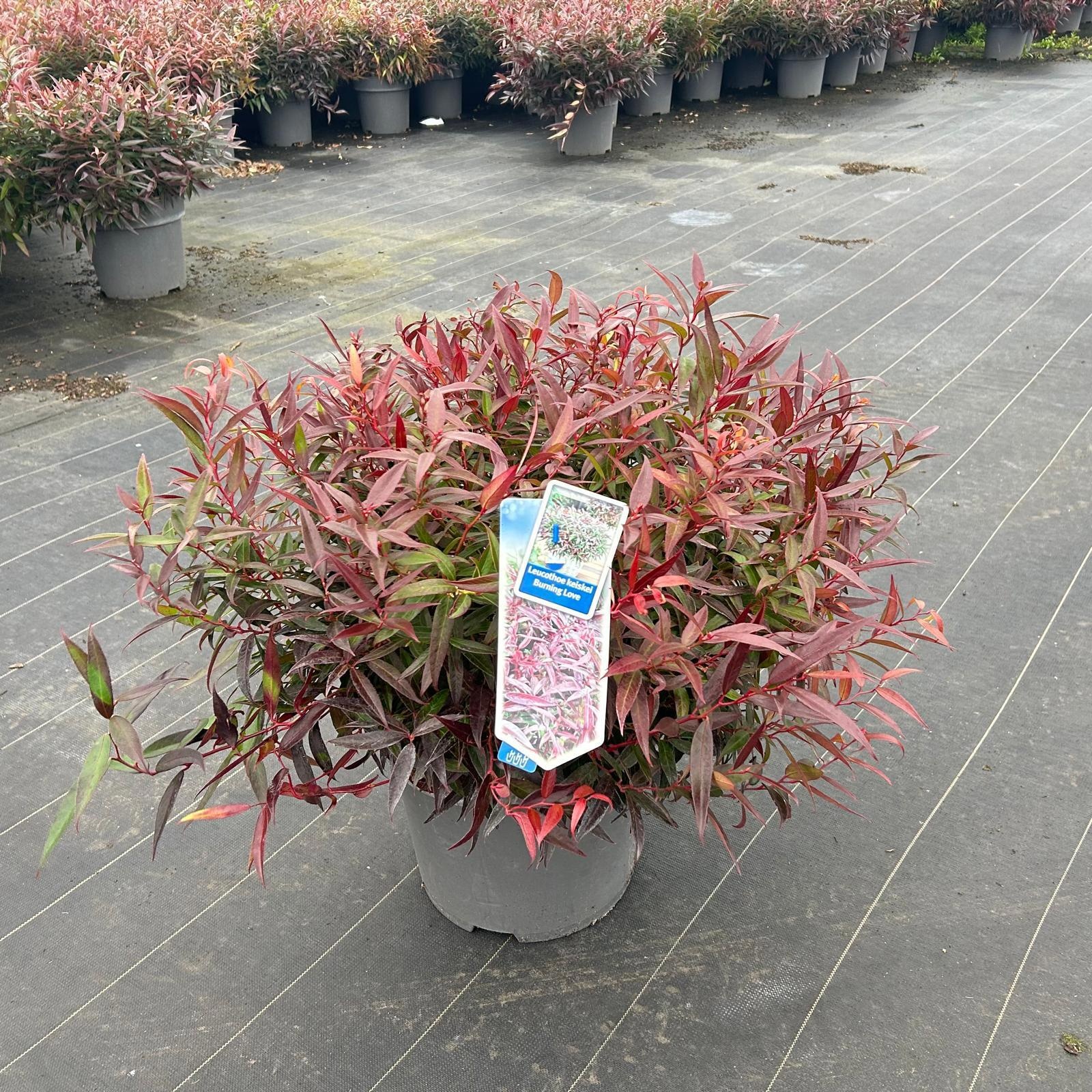 Leucothoë keiskei 'Burning Love', D 32 cm
