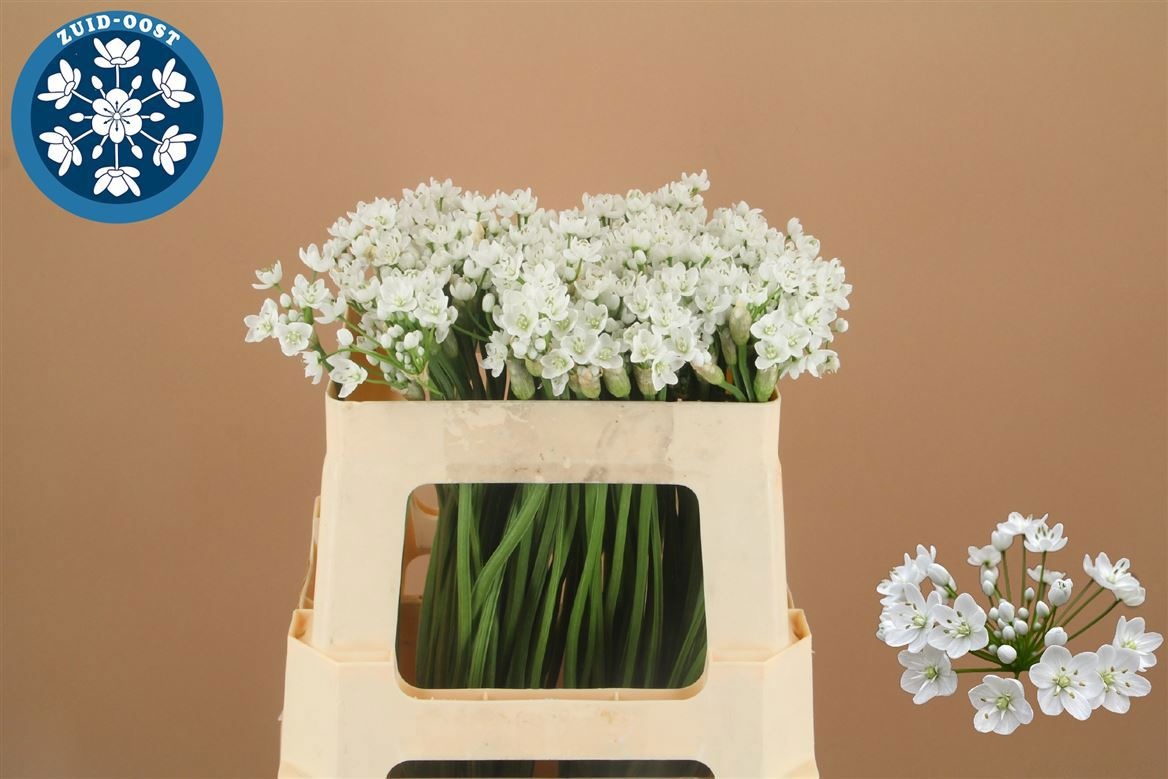 Аллиум Флокон 50 (бел.), шт.