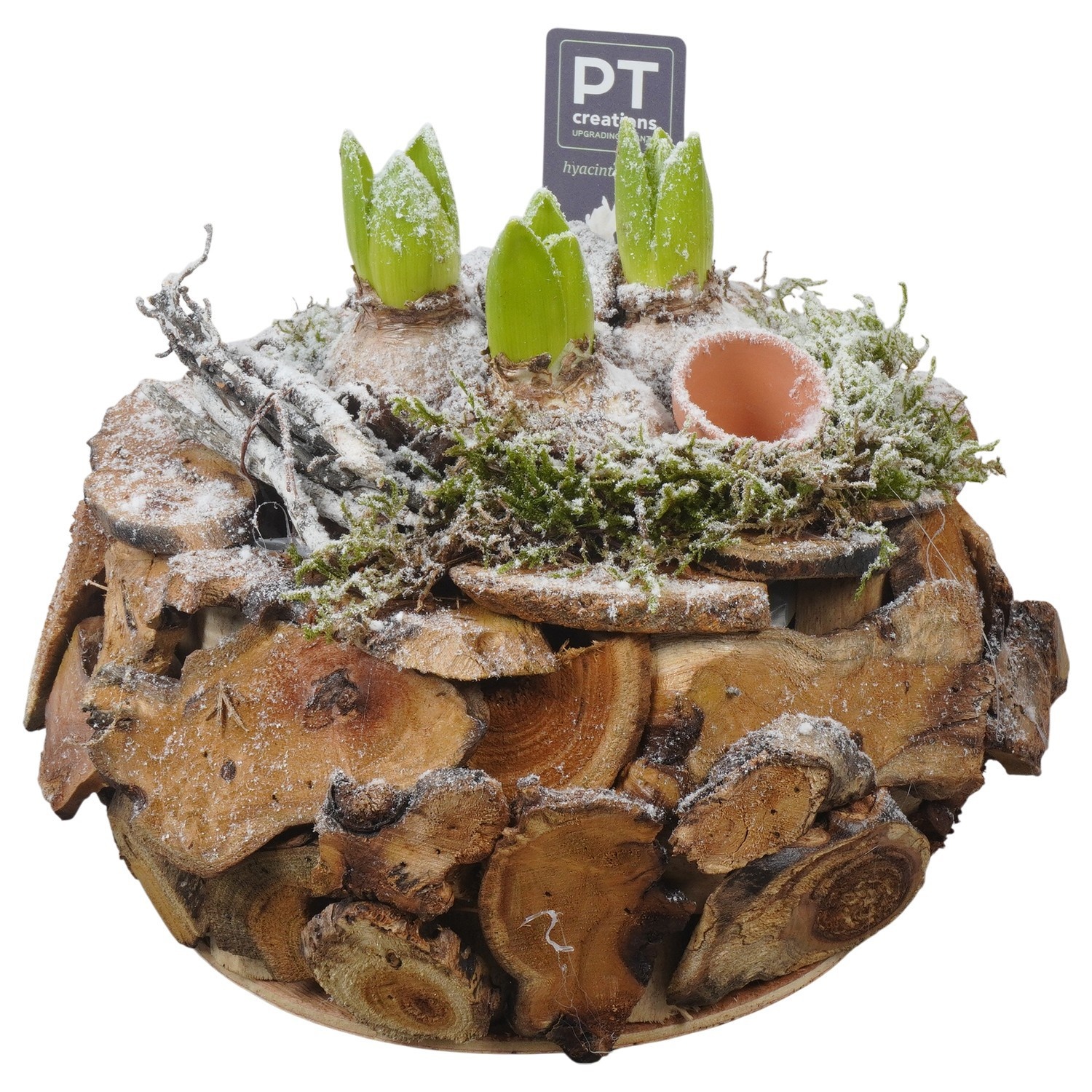 PTWH4046 Arrangement Winter Hyacint in houten bak, D 21
