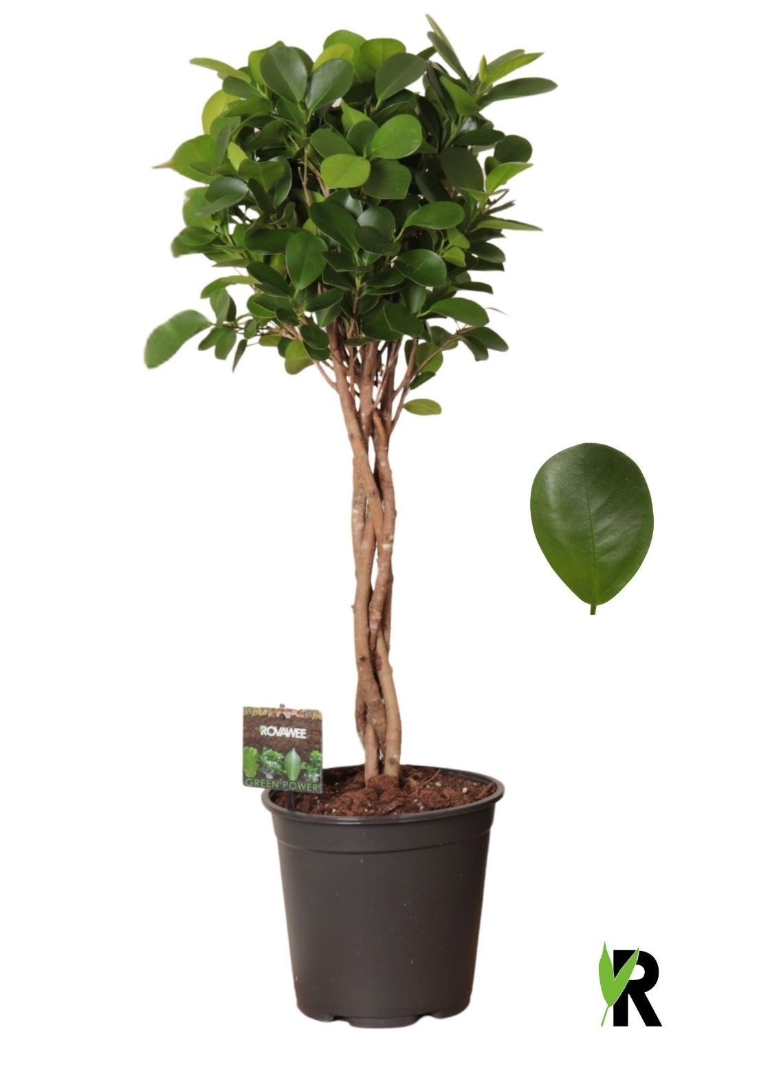 Ficus micr. Moclame gevlochten stam, D 21