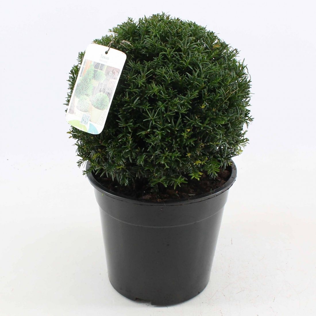 Taxus baccata, bol, D 25