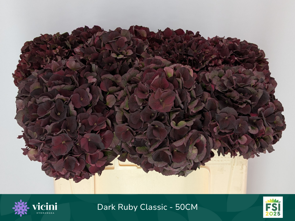 Гортензия Мэджикал Дарк Руби Классик 50, шт.