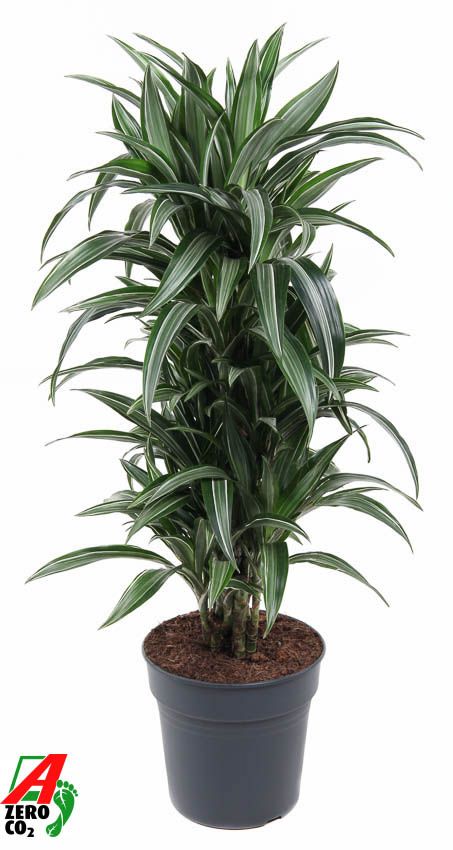 Dracaena Ulises vertakt P27, D 27 cm Dracaena Ulises vertakt P27, D 27 cm