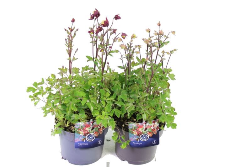 Aquilegia vulgaris Winky mix, D 17