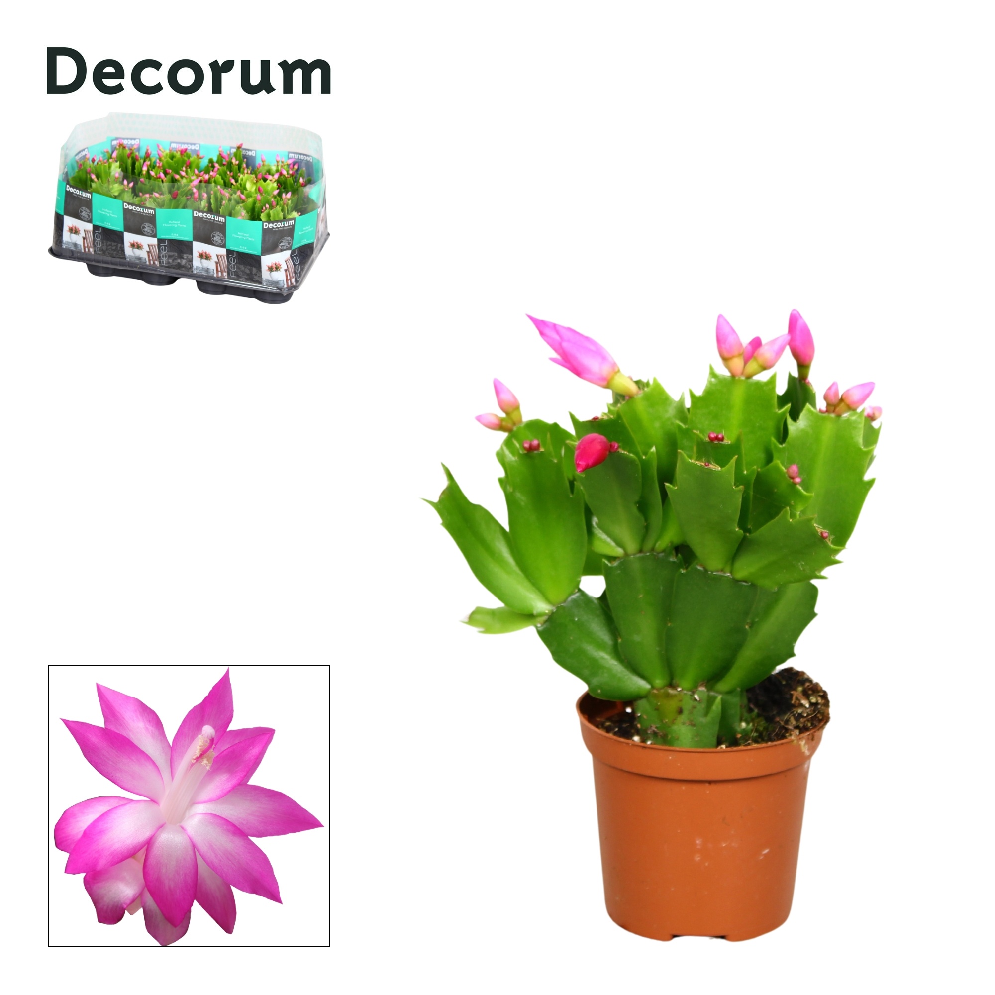 Schlumbergera - 7 cm - Pink (Cyber) - Decorum, D 7