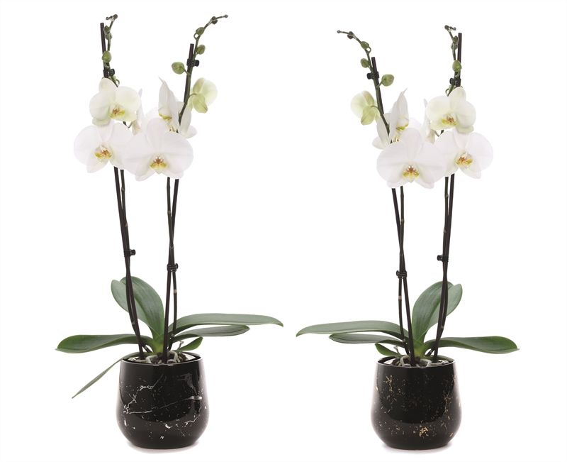 Stoneware p12 Rhonda gold Phal white 2T14+, D 12