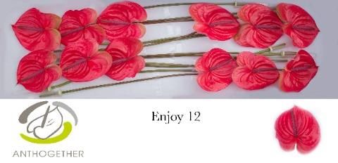 Антуриум Энджой x12, шт.