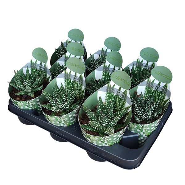 HAWORTHIA PAPILLOSA - POT Ø 10,5-COLLECTION WITH POTCOVER (SUCCULENTEN), D 10,5