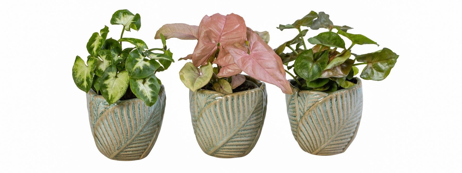 L 66063 With Syngonium Mix 6 cm, D 6