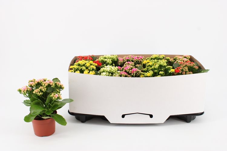 Kalanchoe Double Mix, 5 colours, in kraag, D 10,5