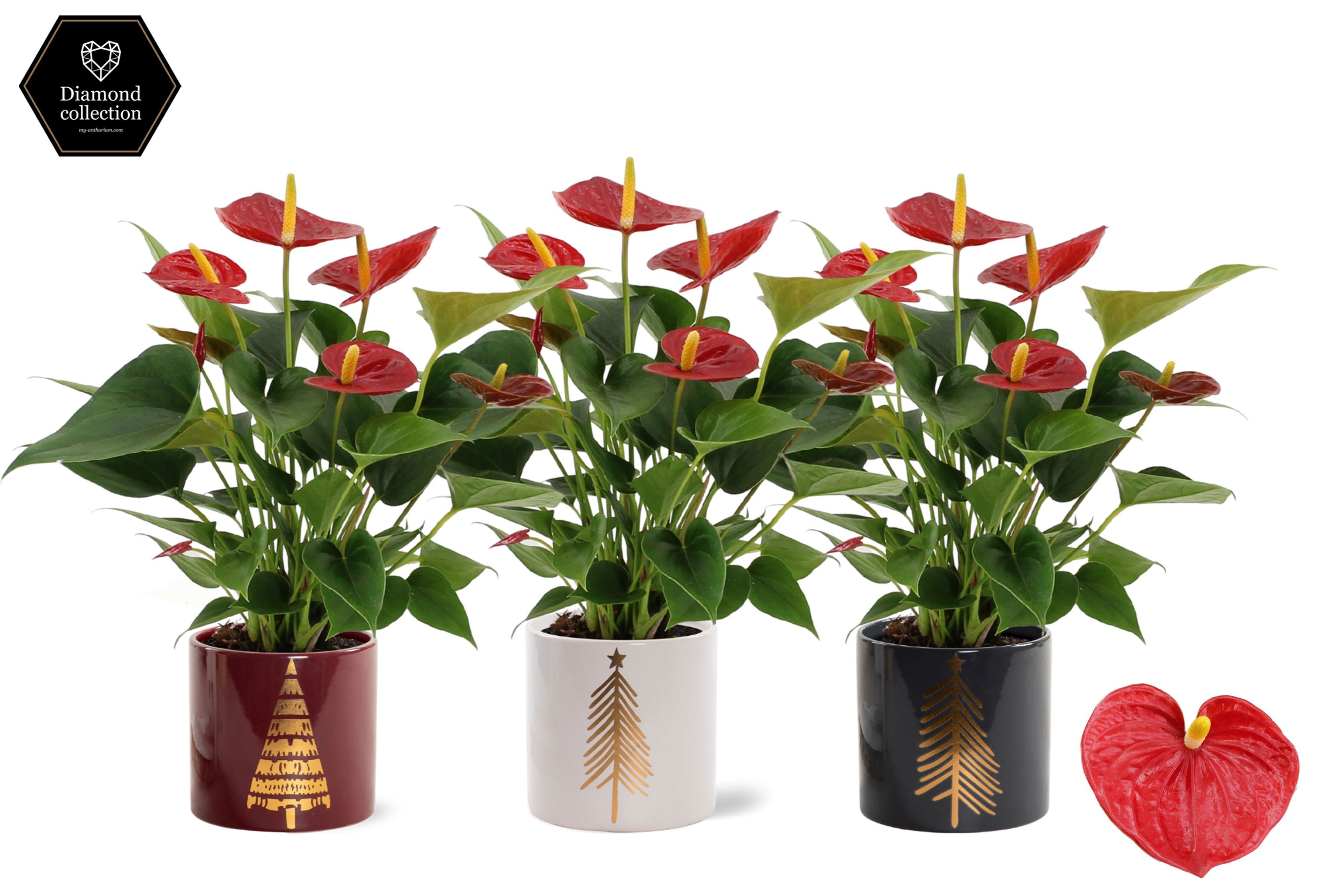 Anthurium 12 cm Diamond Red in Manon 2 ceramics, D 12