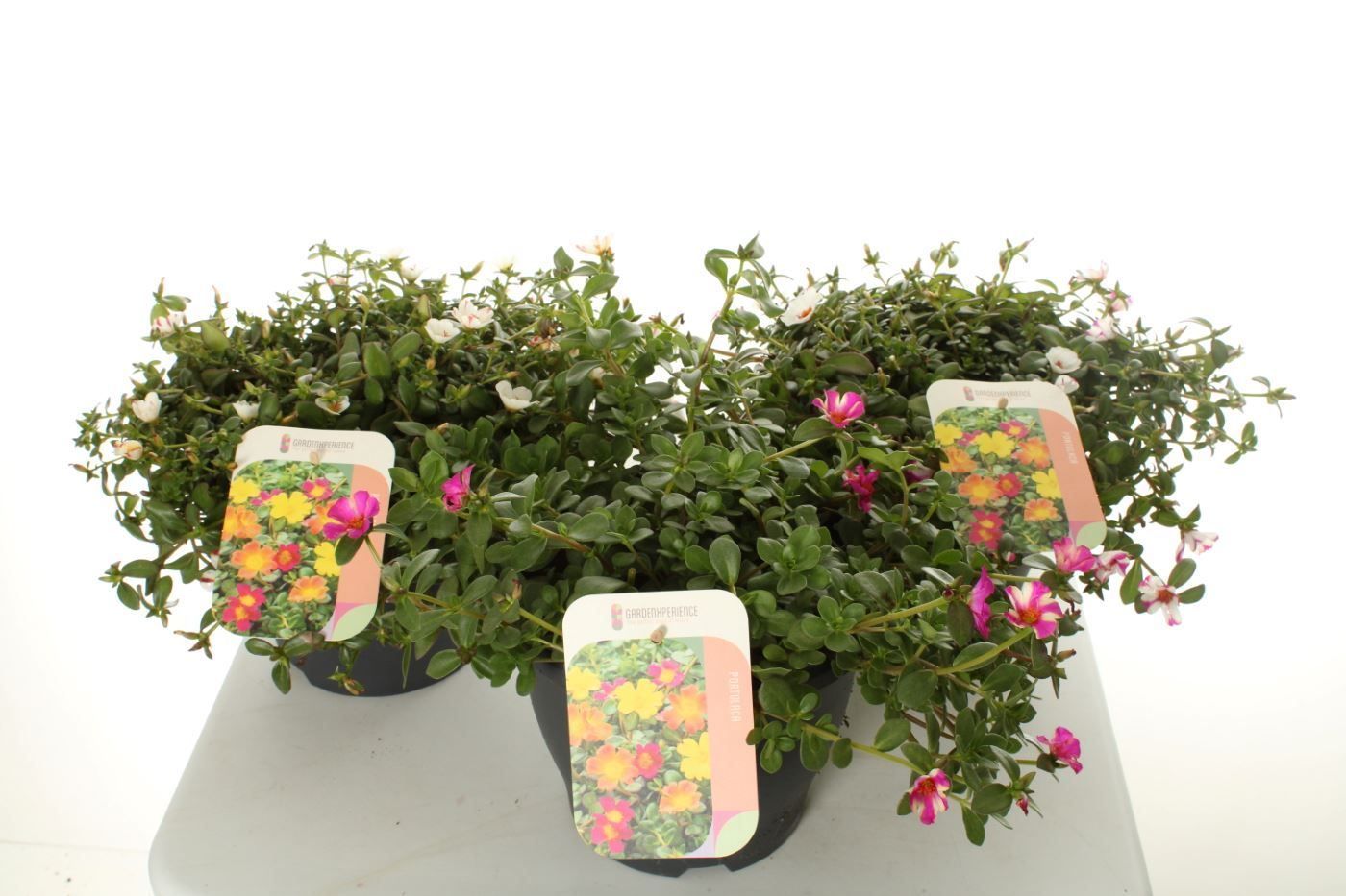 Portulaca Campino Mix, D 23