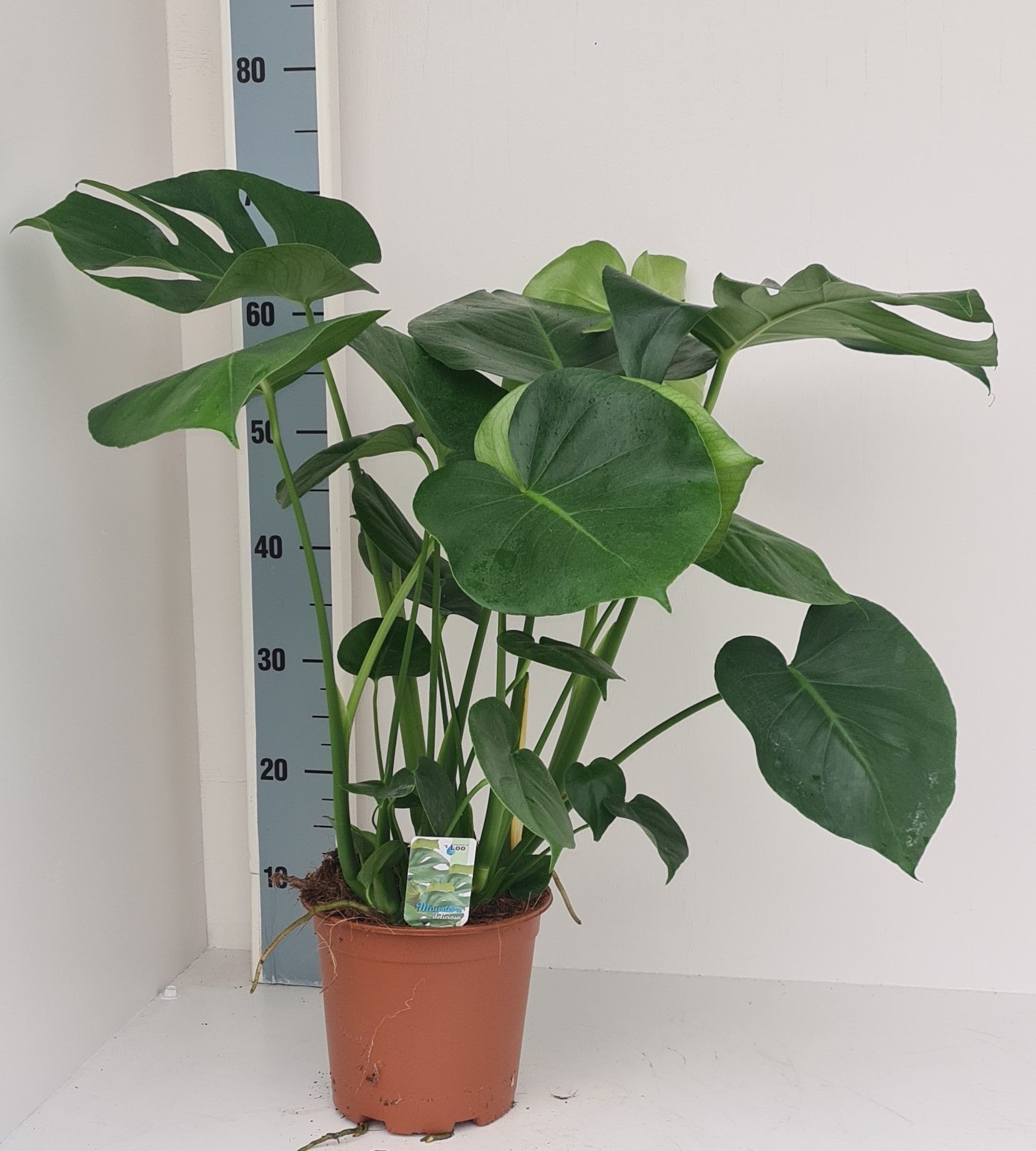 Monstera deliciosa, D 19