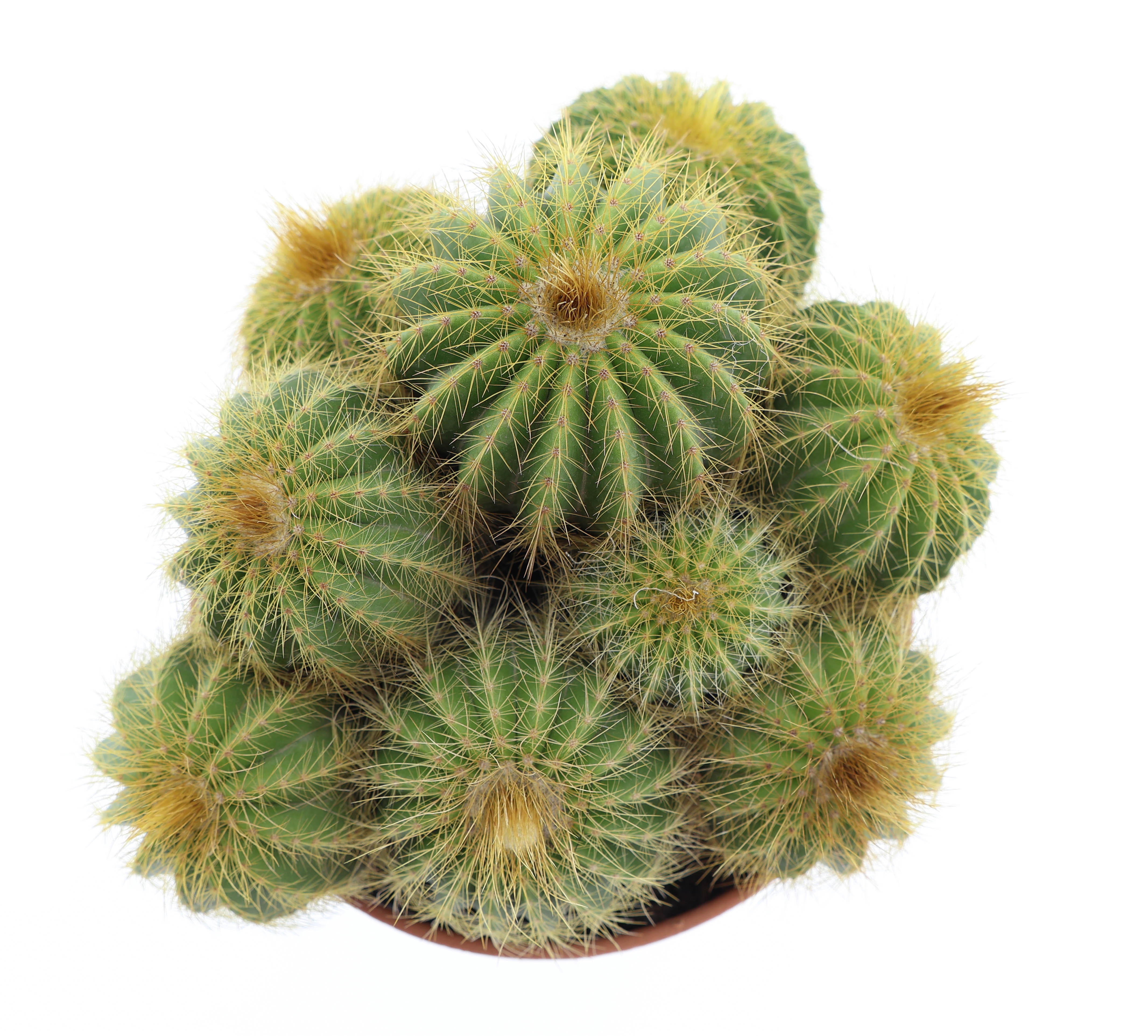 Notocactus Warassi, D 17