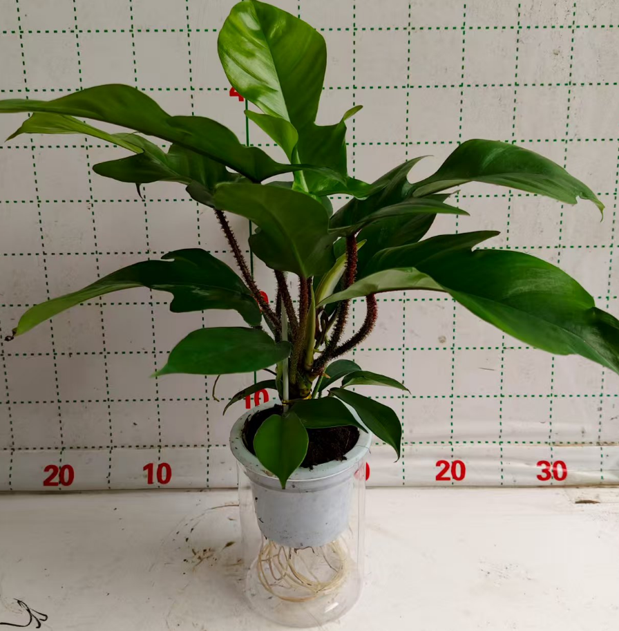 Филодендрон Феийан Руби 12 40