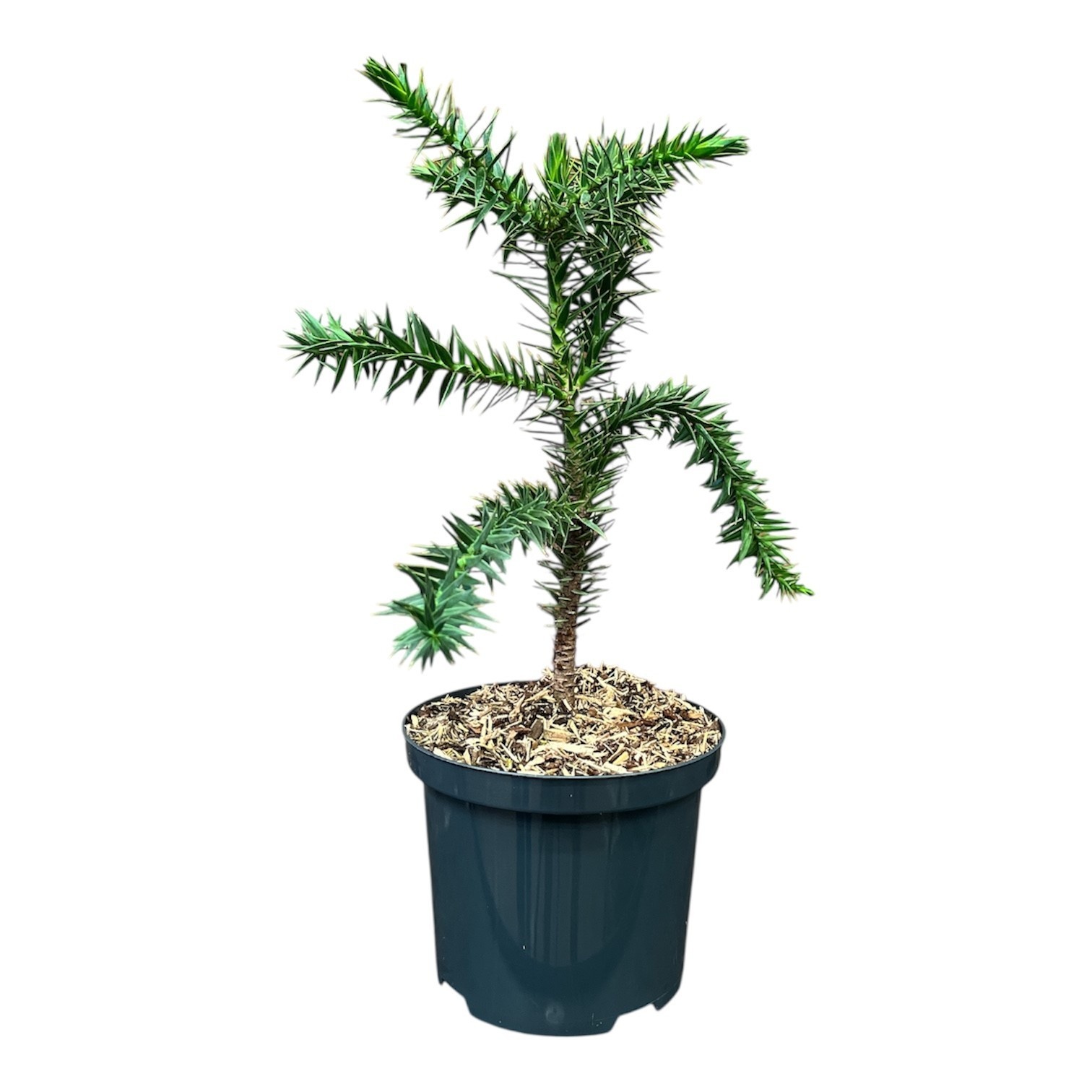 Araucaria araucana, D 18
