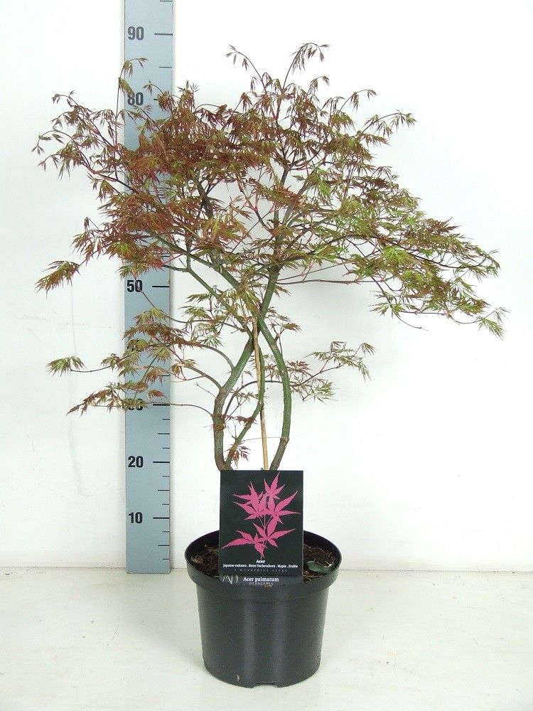 Acer palmatum 'Orangeola' P23 Full CC, D 23 cm
