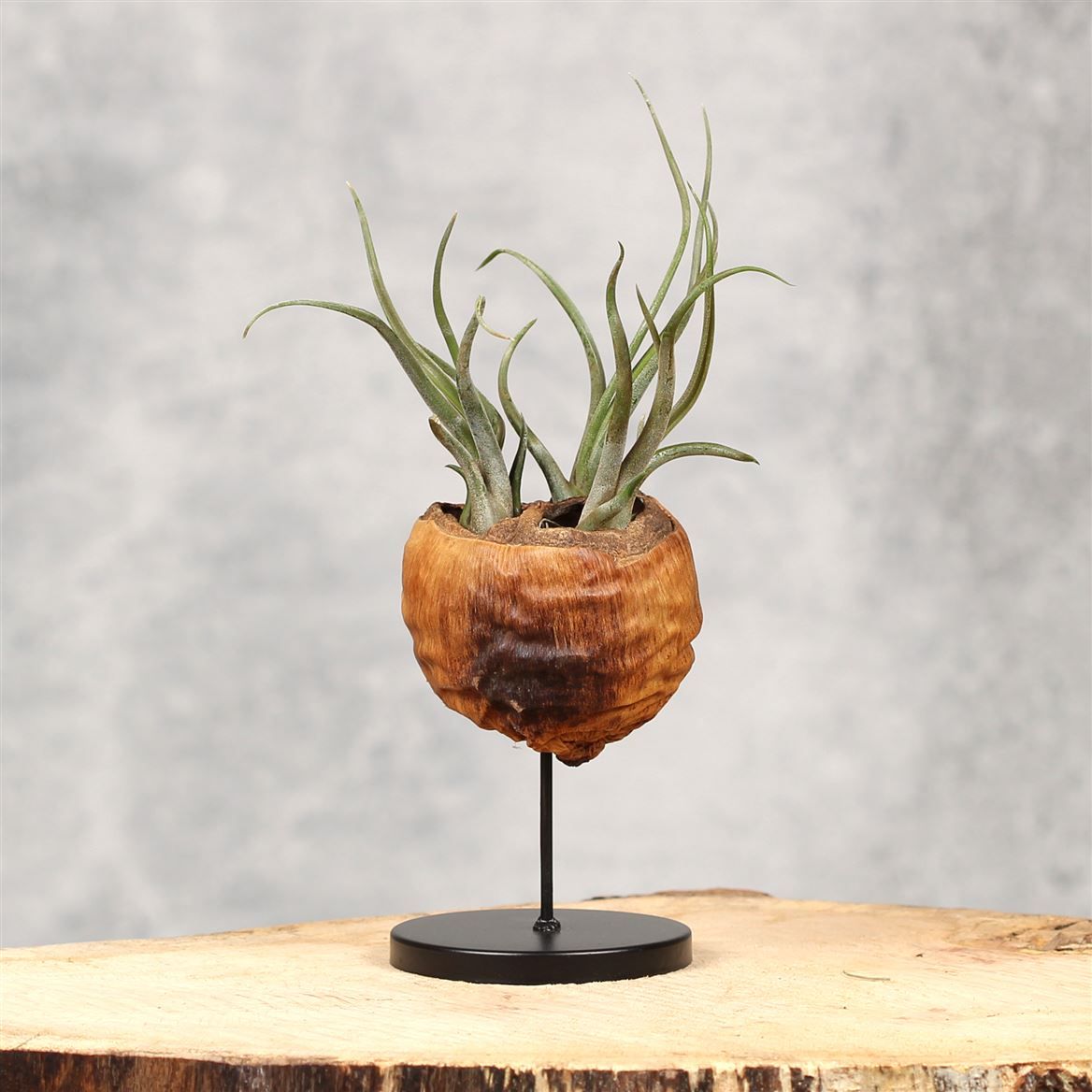 Talami Stand One, D 20 cm