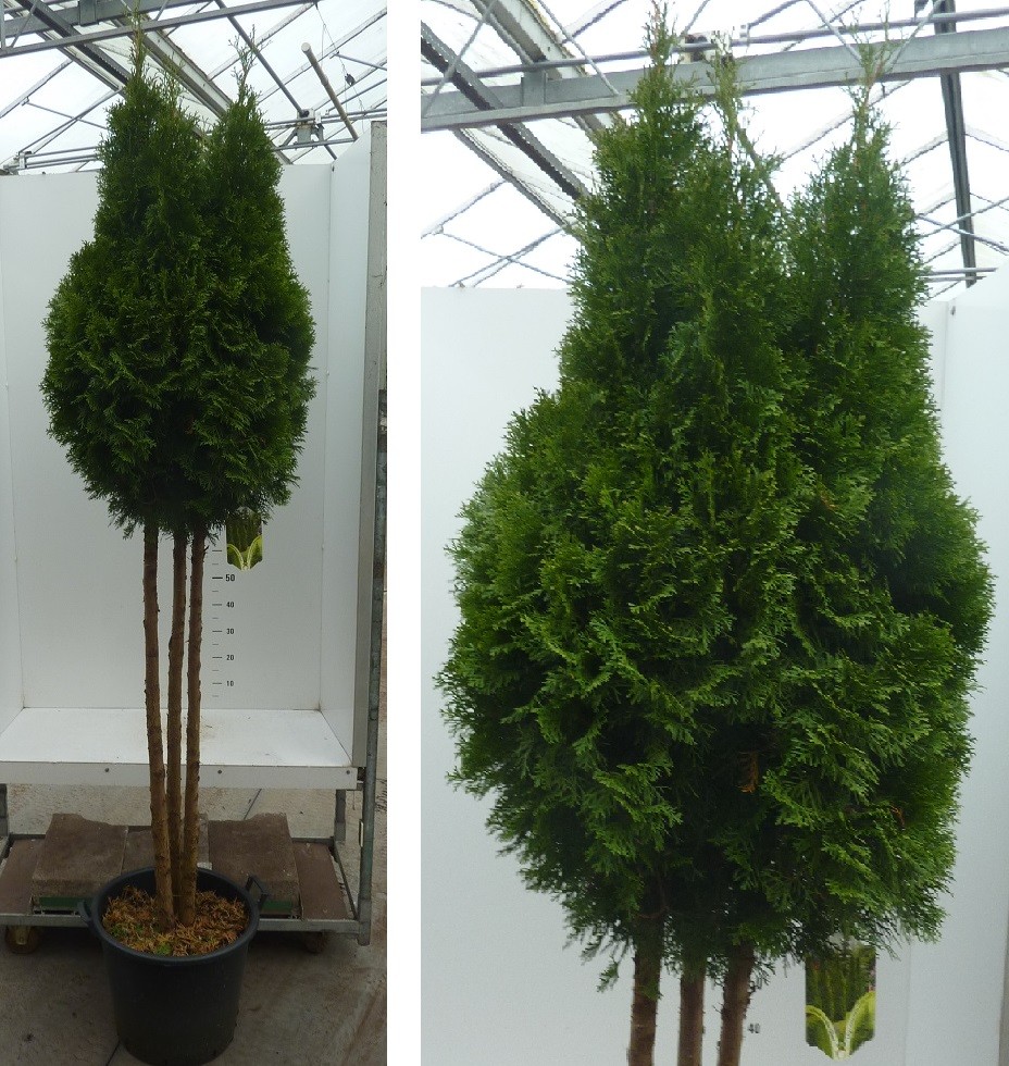 Thuja occident. 'Smaragd' Multistam + kegel, D 50