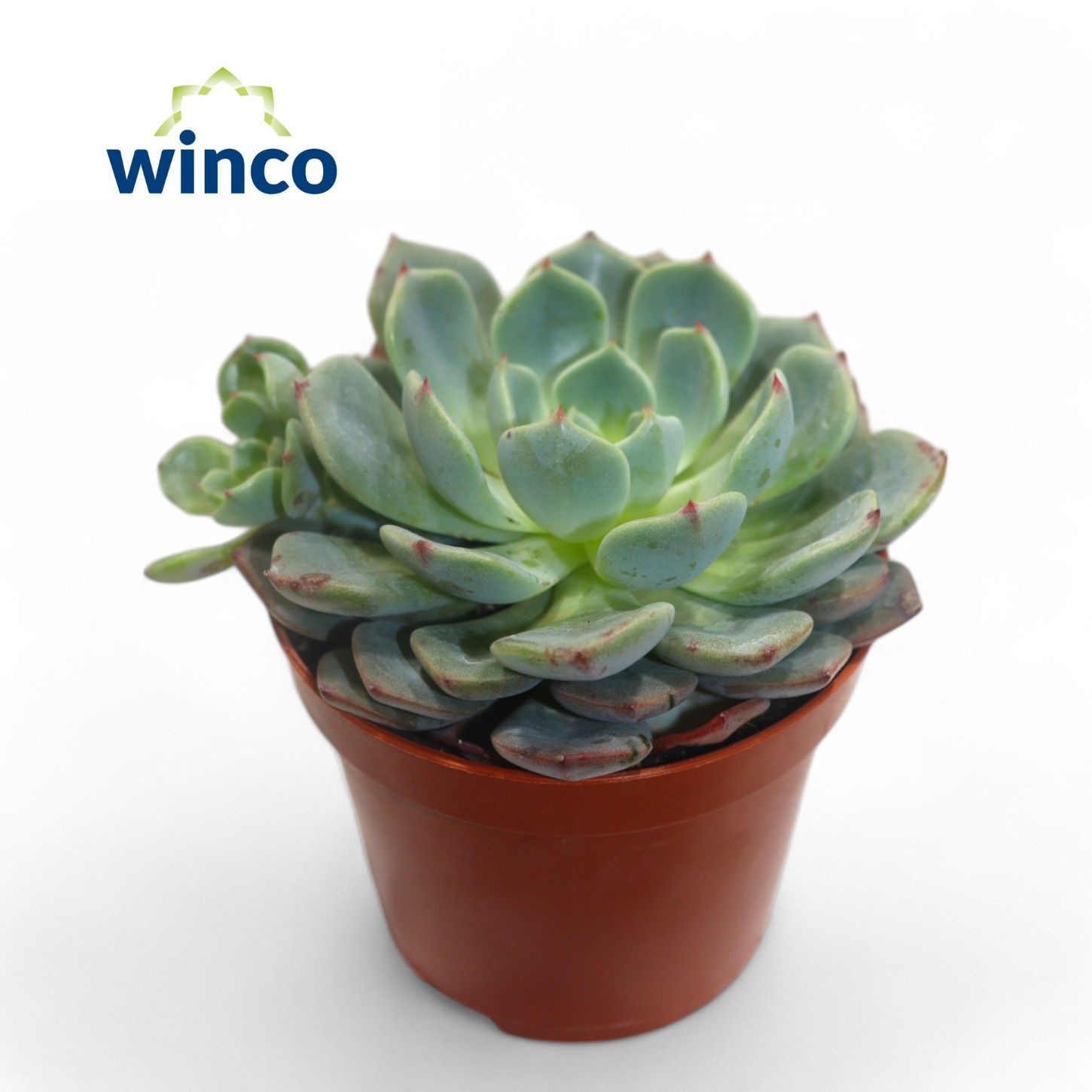 Echeveria Sitifukumiama, D 8,5