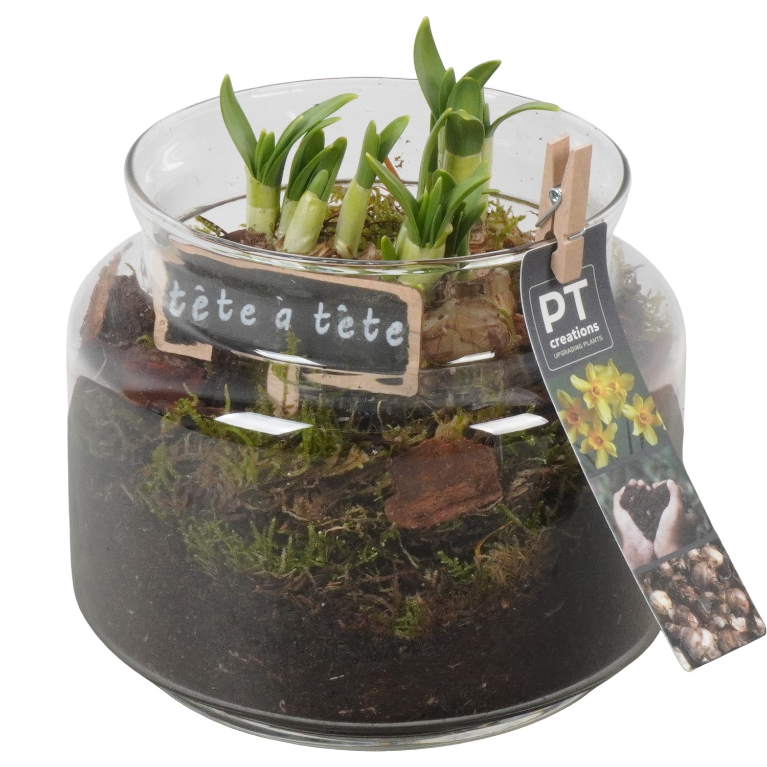 PTN8738 Arrangement Narcissus in glazen vaas, D 16