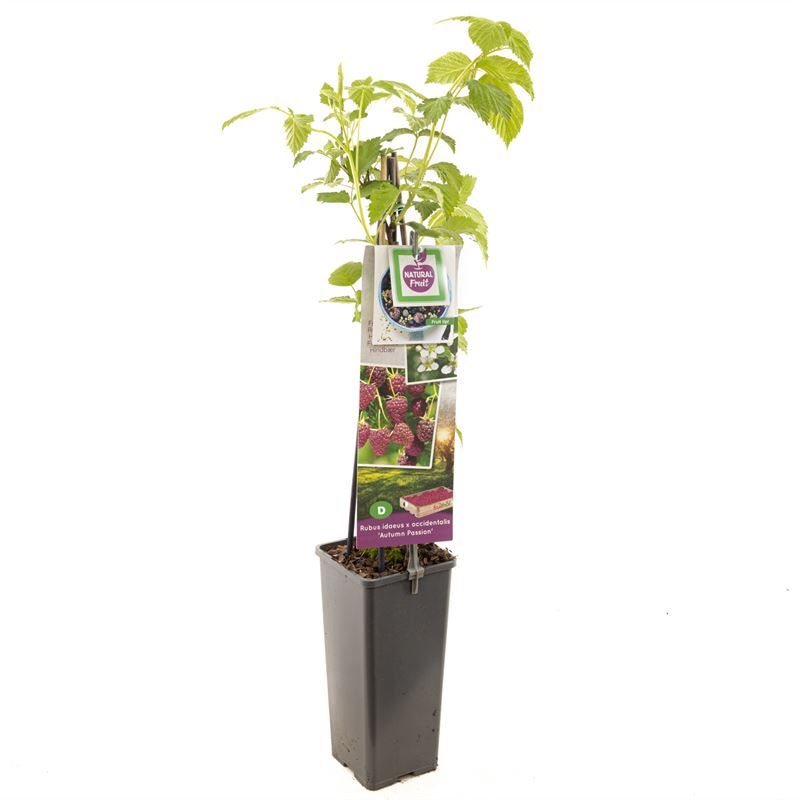 Rubus id. x occ. Autumn Passion Paarse herfstframboos, D 11