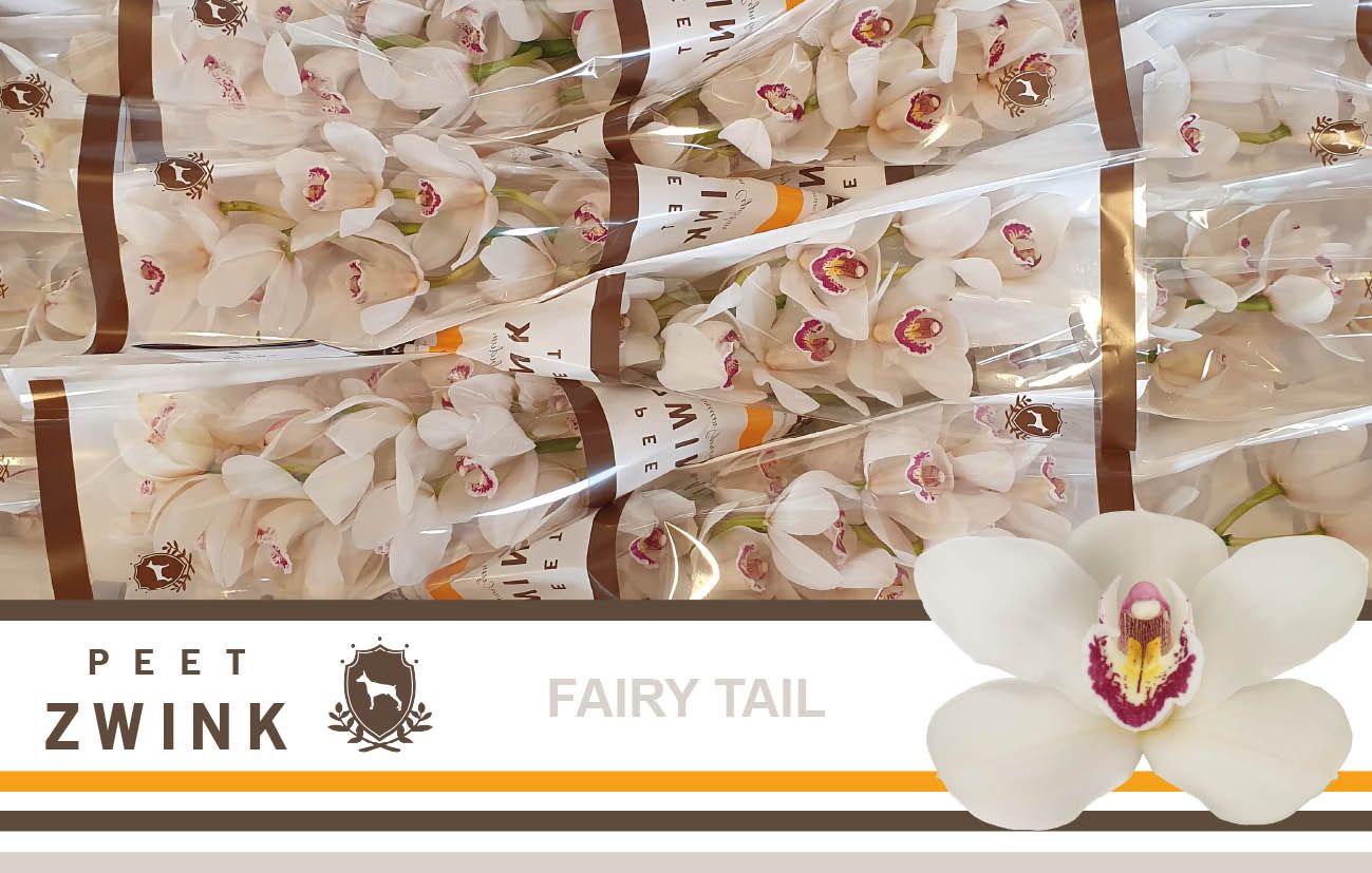 Цимбидиум Фэри Тэйл x12 50, шт.