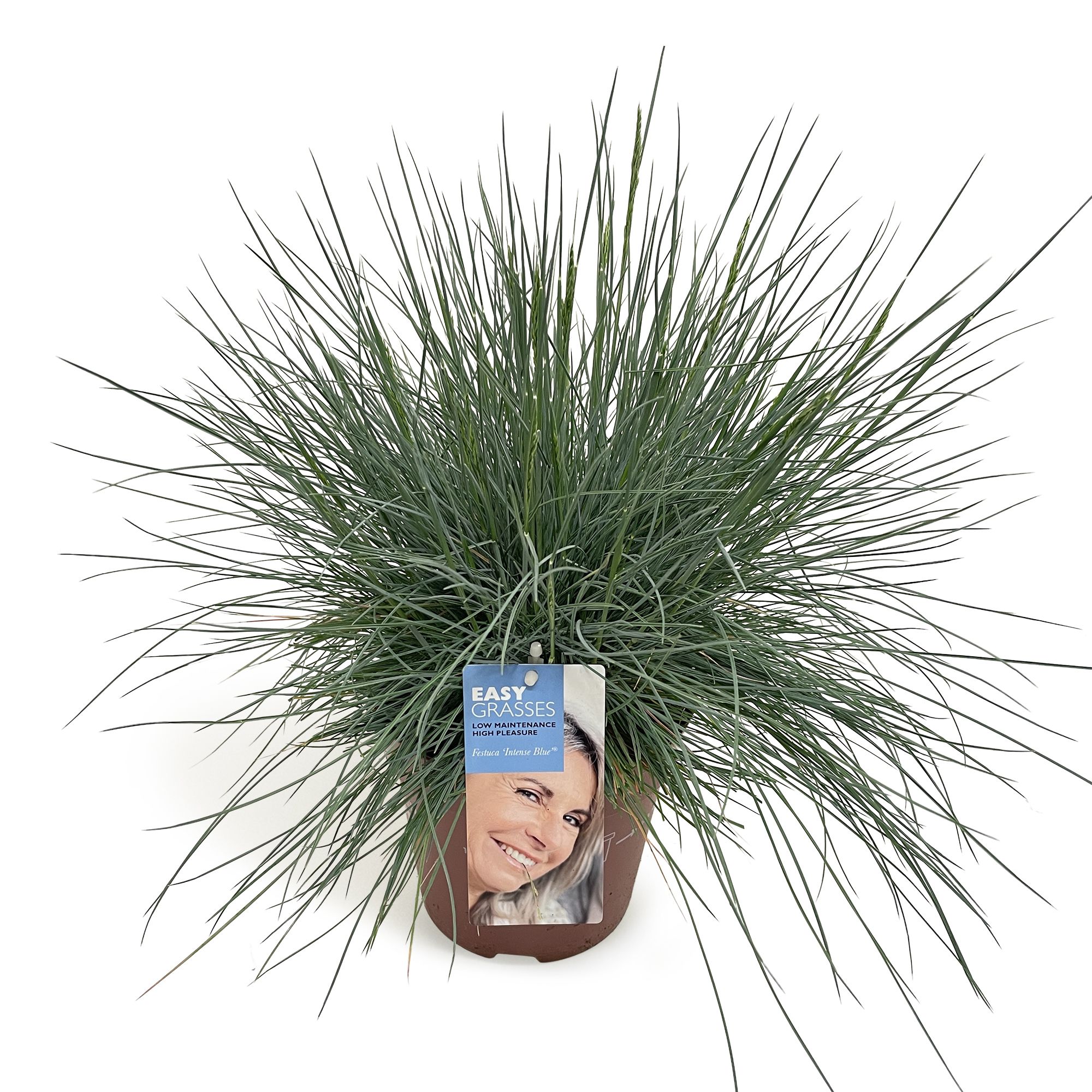 Festuca glauca Intense Blue®, D 17