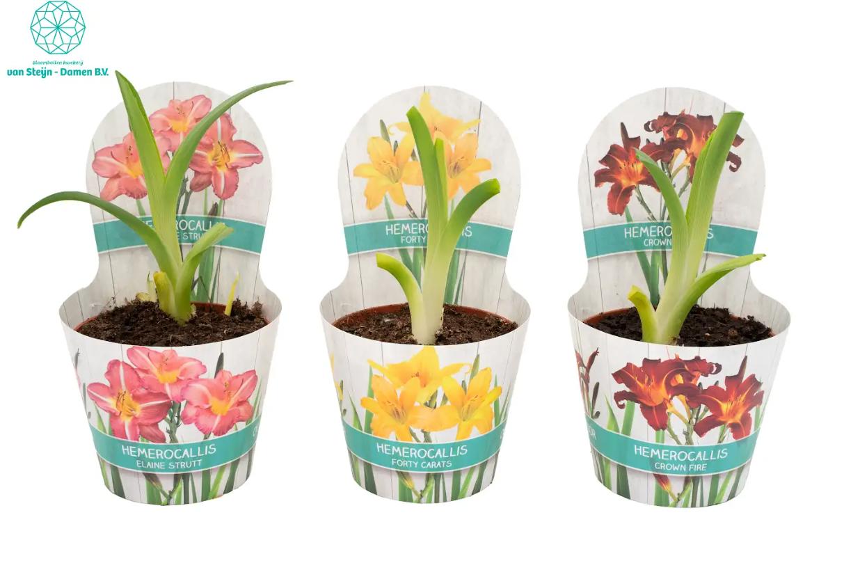 Hemerocallis gemengd in luxe potcover, D 12
