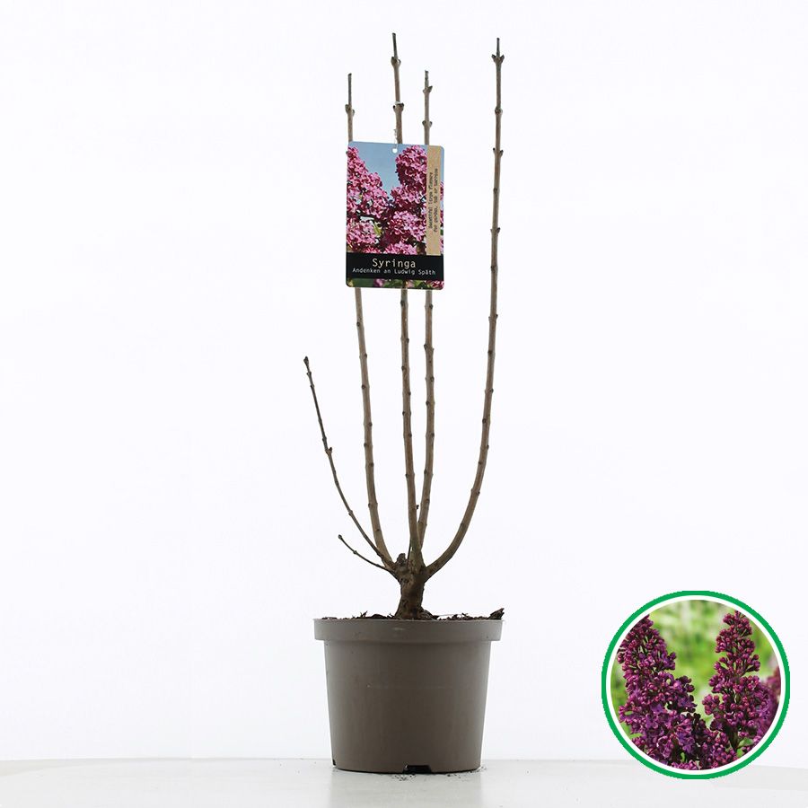 Syringa vulgaris 'Andenken an Ludwig Späth' C5 (23cm.), D 23