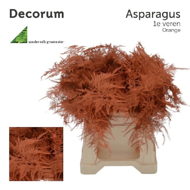 Аспарагус Овериг Крашеный (краш. ) 45, шт.