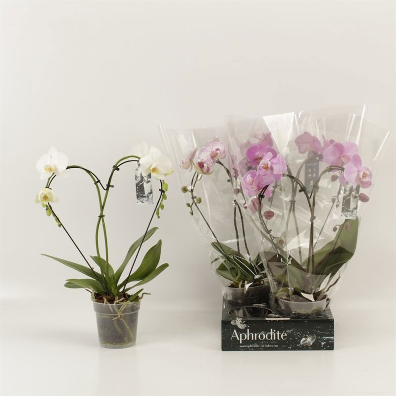 Phalaenopsis overig Hearts gemengd Goddess, D 12