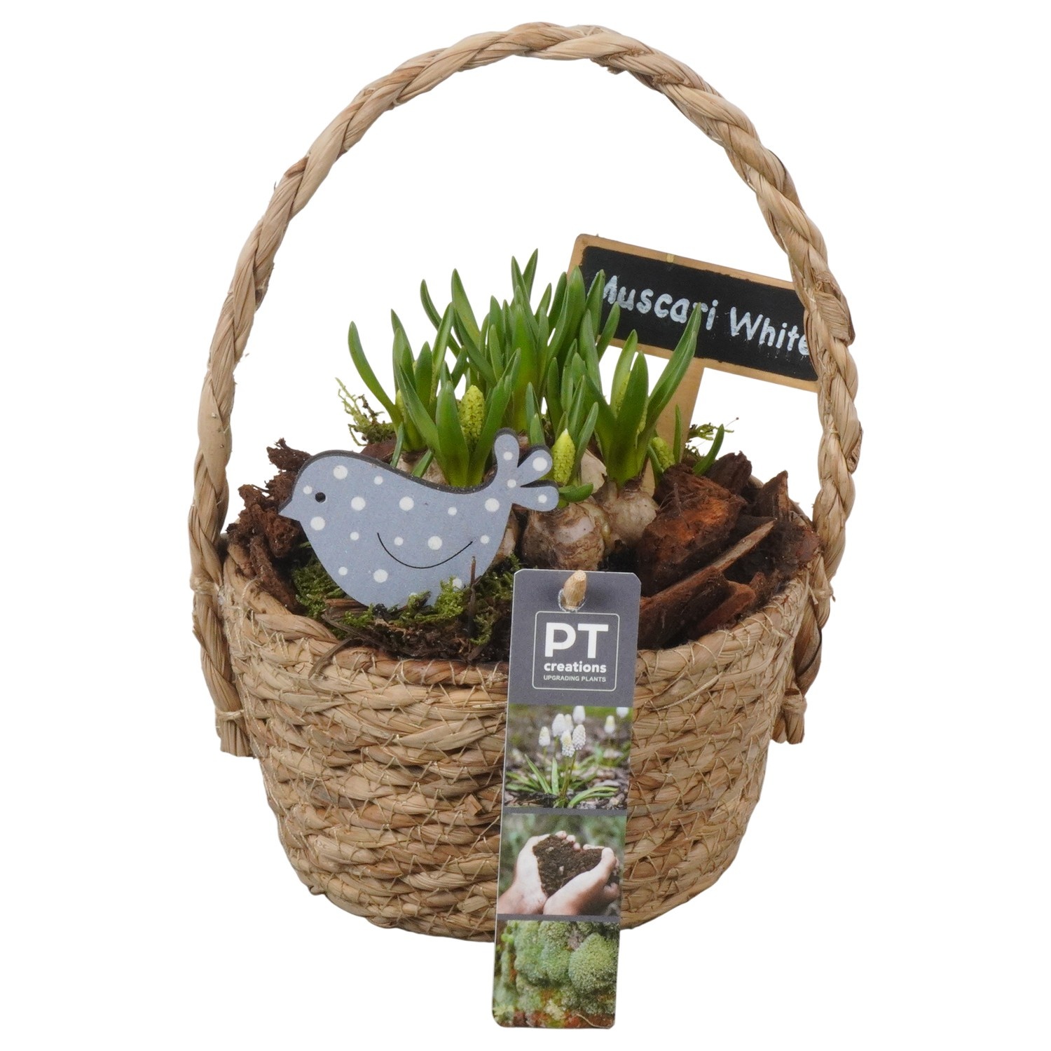 PTWMB8125 Arrangement Muscari White in riet mand, D 15