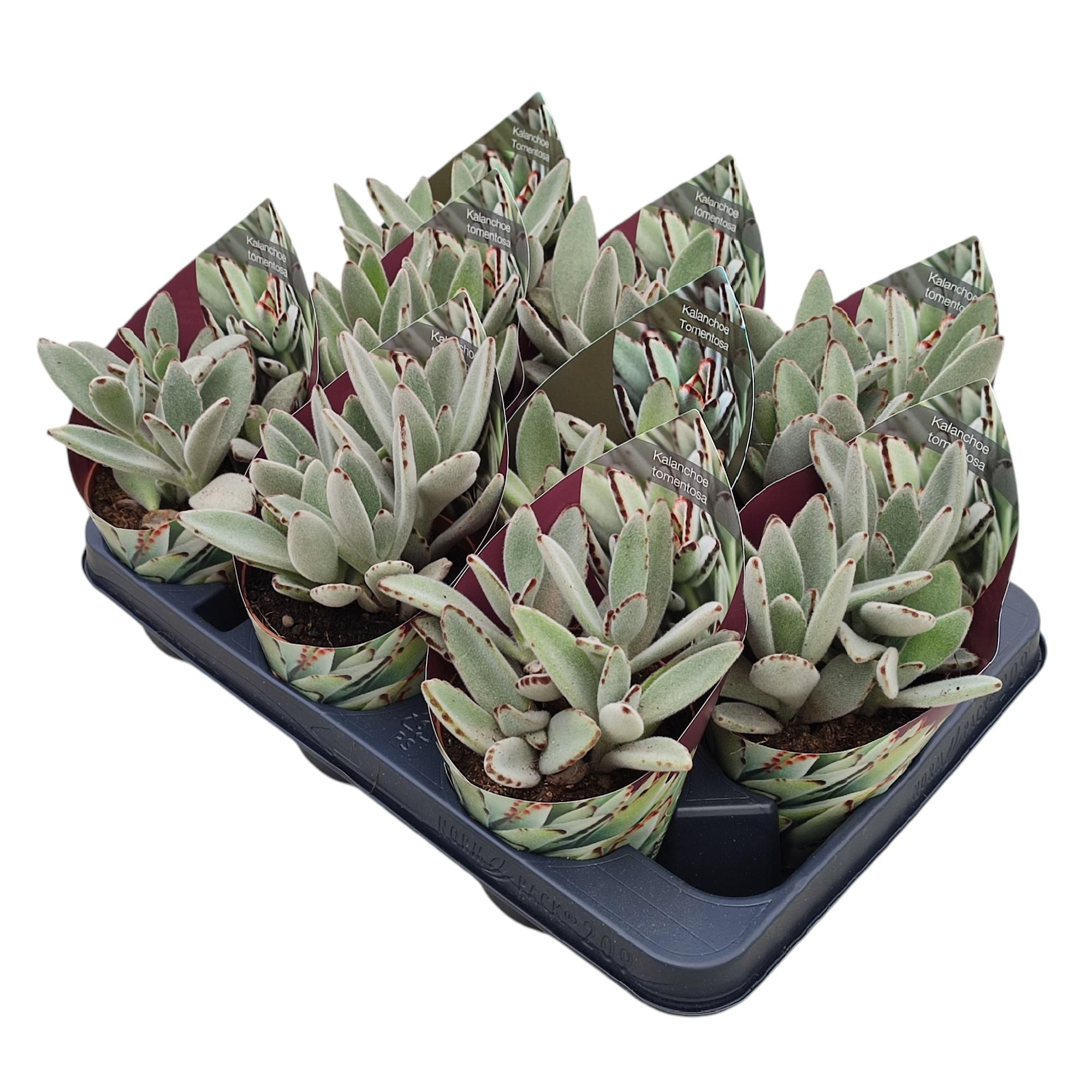 KALANCHOE TOMENTOSA - POT Ø 10,5 WITH POTCOVER (SUCCULENTEN), D 10,5
