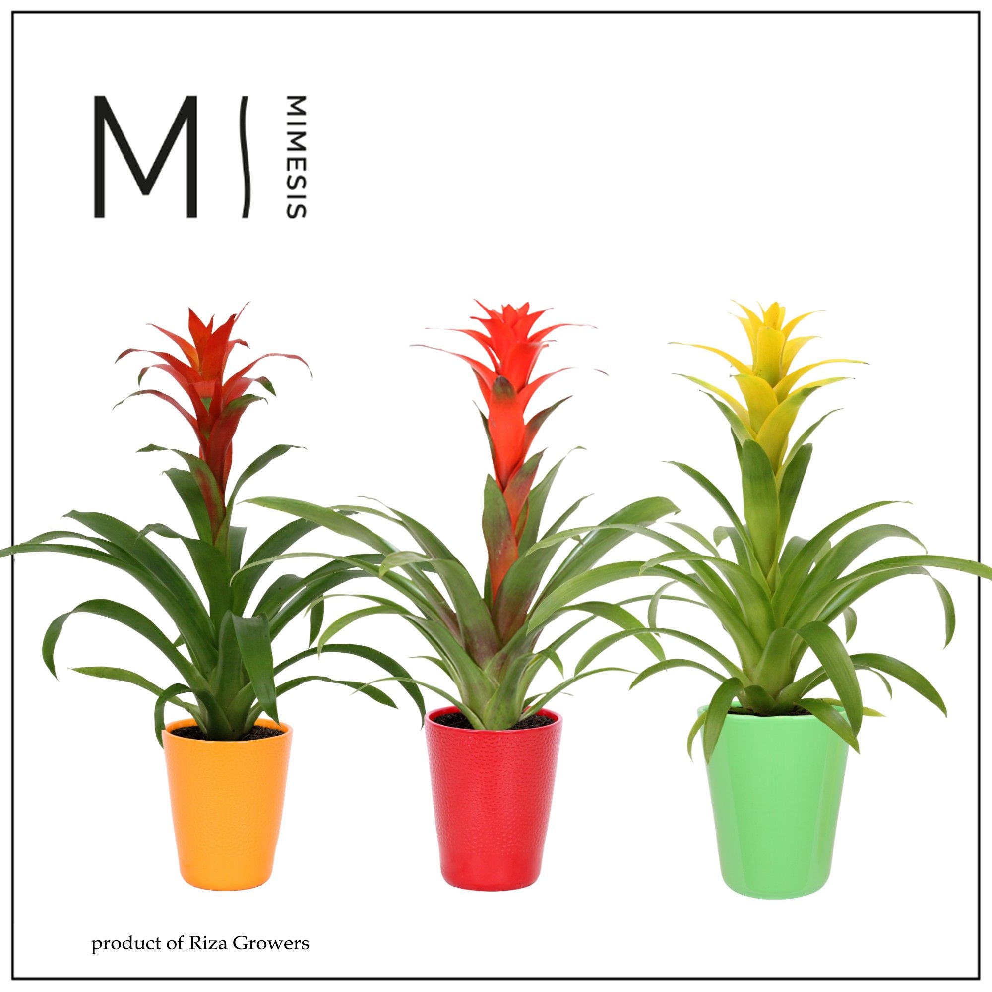 Guzmania Suerte Cupcake - 12cm in Florence | Mimesis, D 13