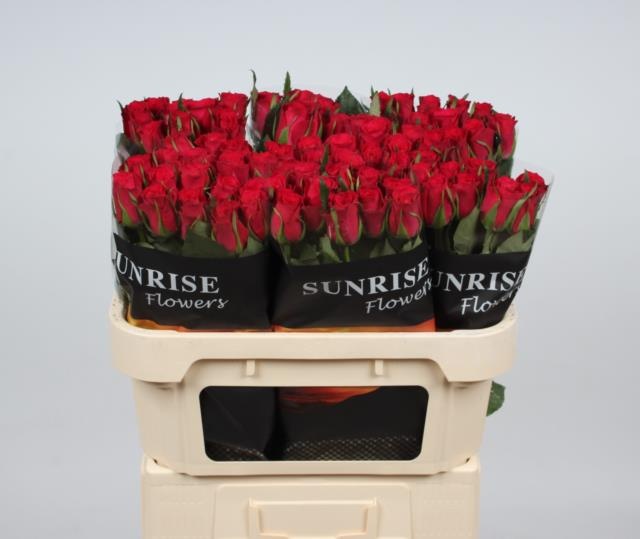 Роза од. Овериг 70, шт.