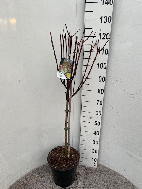 Hydrangea pan. Candlelight 70-80 stam P28 C10, D 28