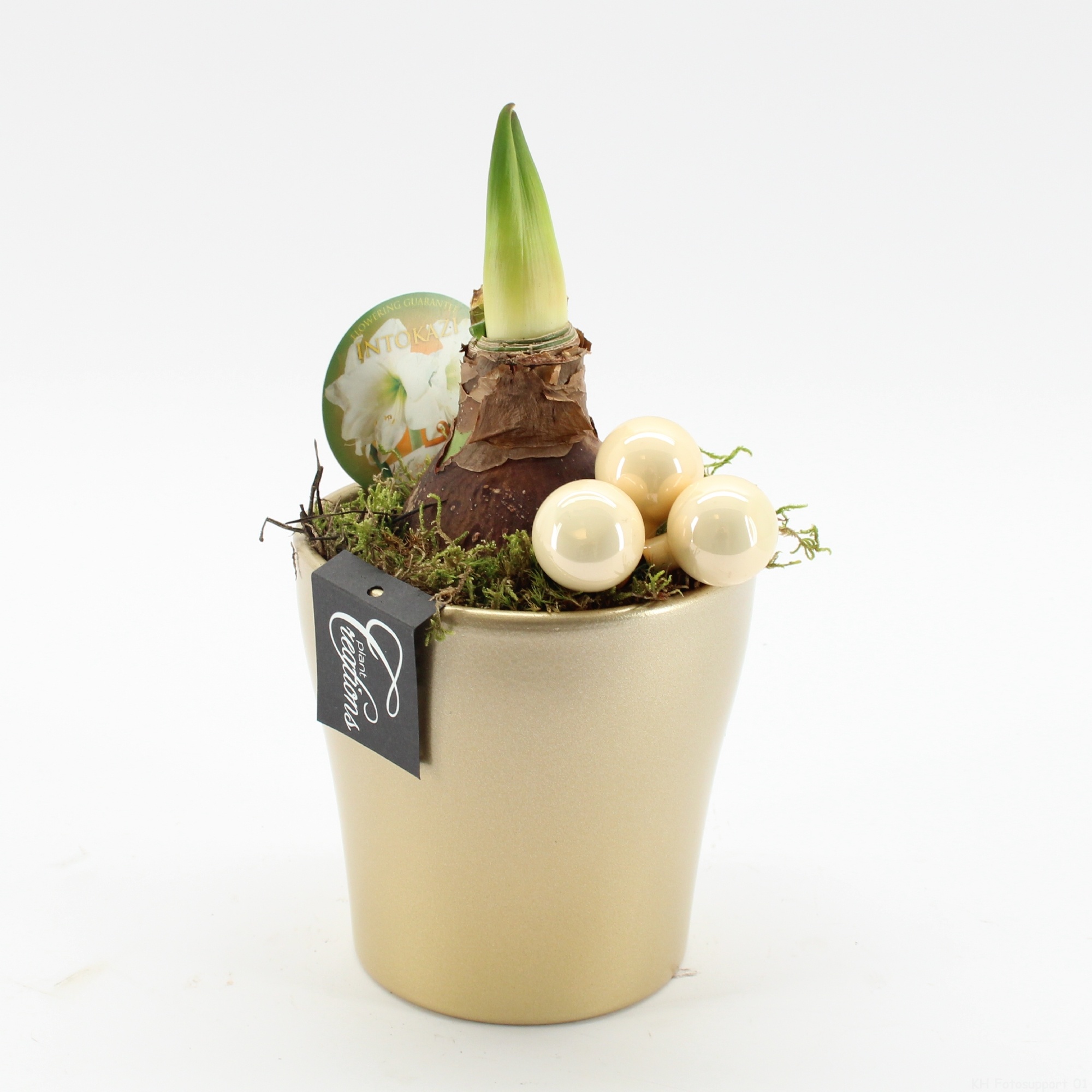 HXFD-2505W Xmas Amaryllis Fundamentals, D 14 cm