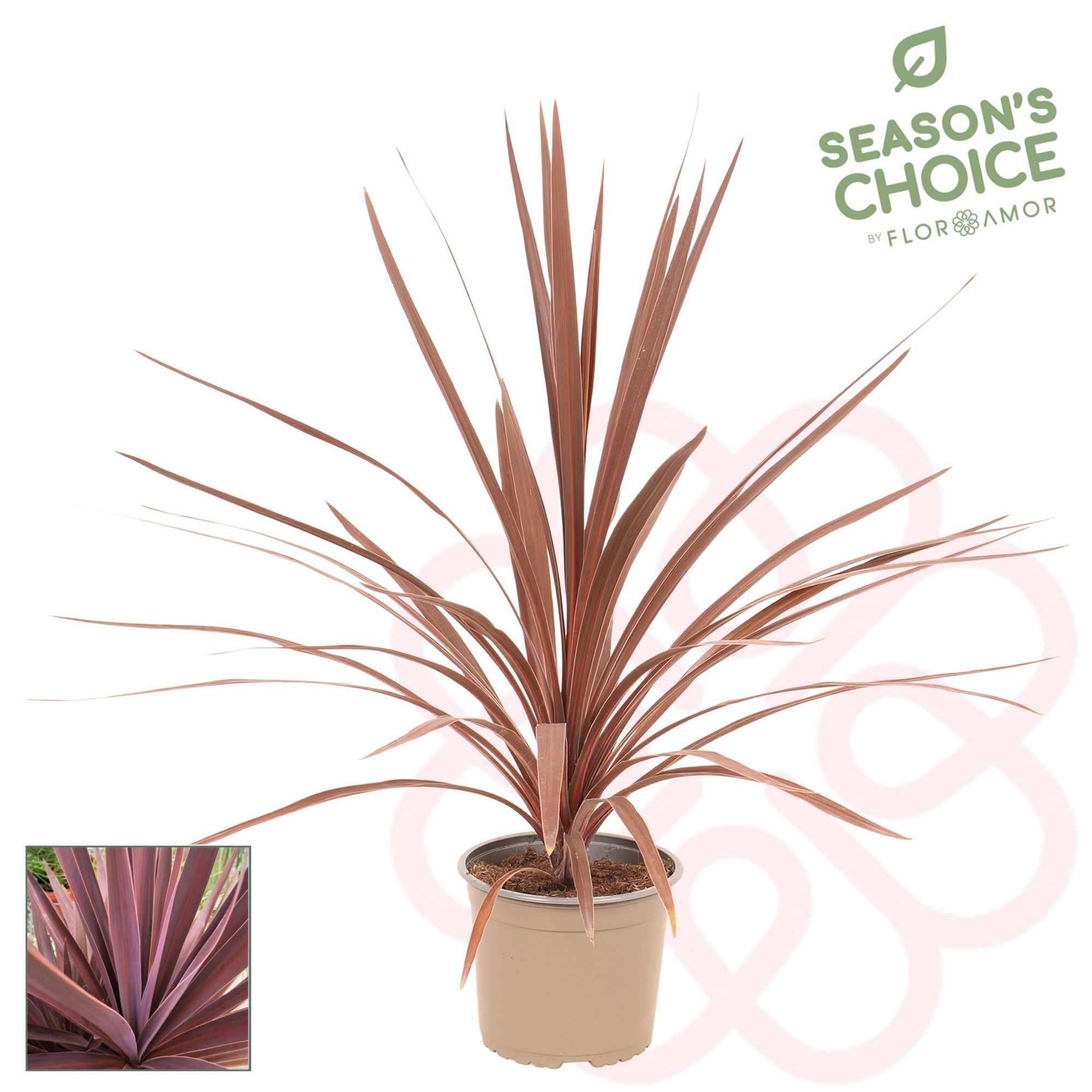 Cordyline 'Red Star' 75 - 85 cm, D 19