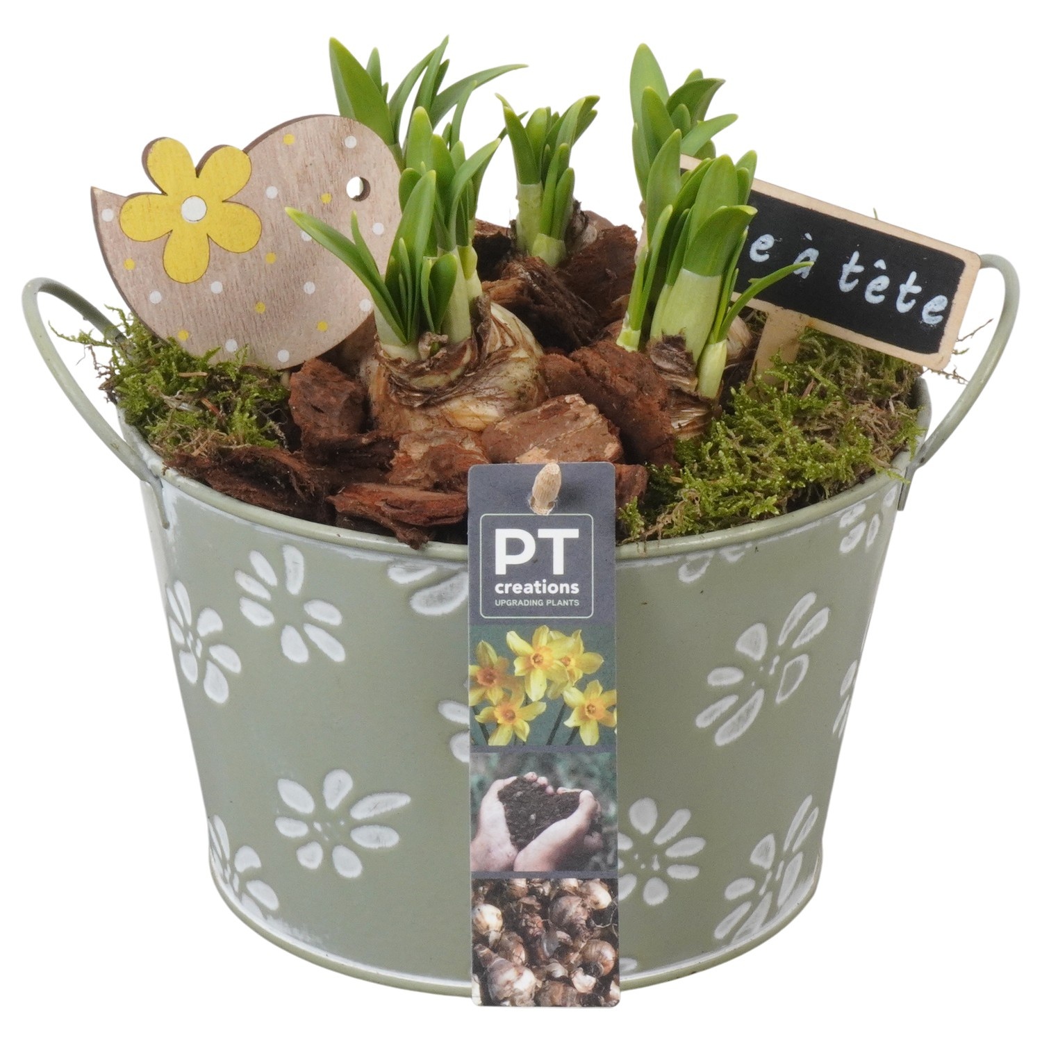 PTN8573 Arrangement Narcissus in zink pot, D 18