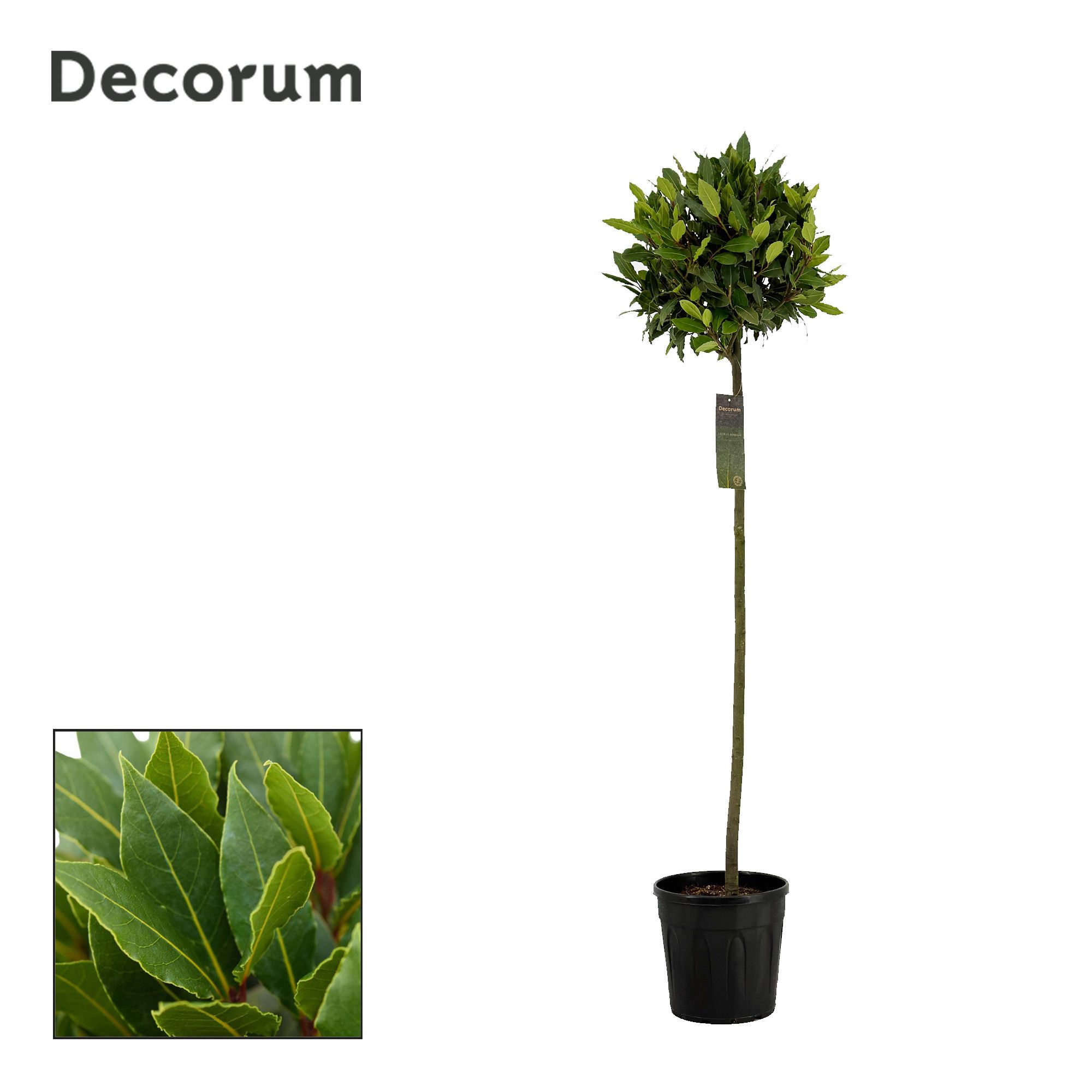 Laurus nobilis Bol op stam, D 25